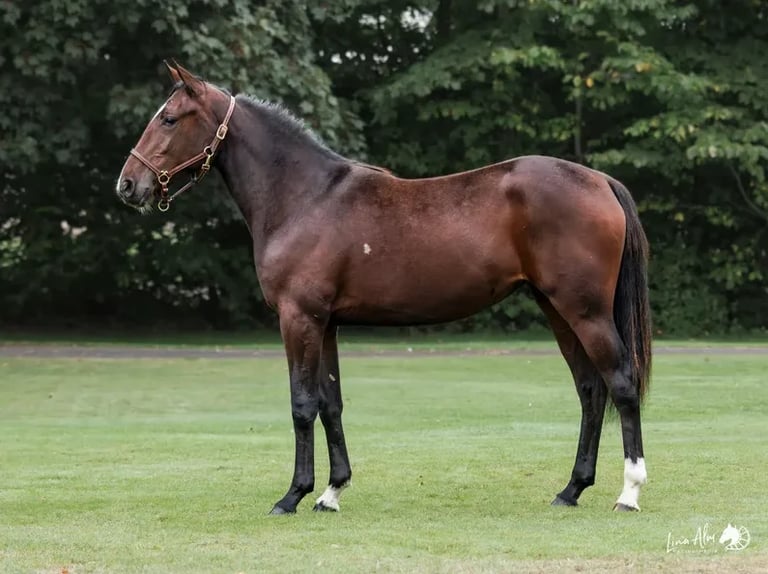 Brown horse standing in profile on grass with green foliage background, wearing a halter