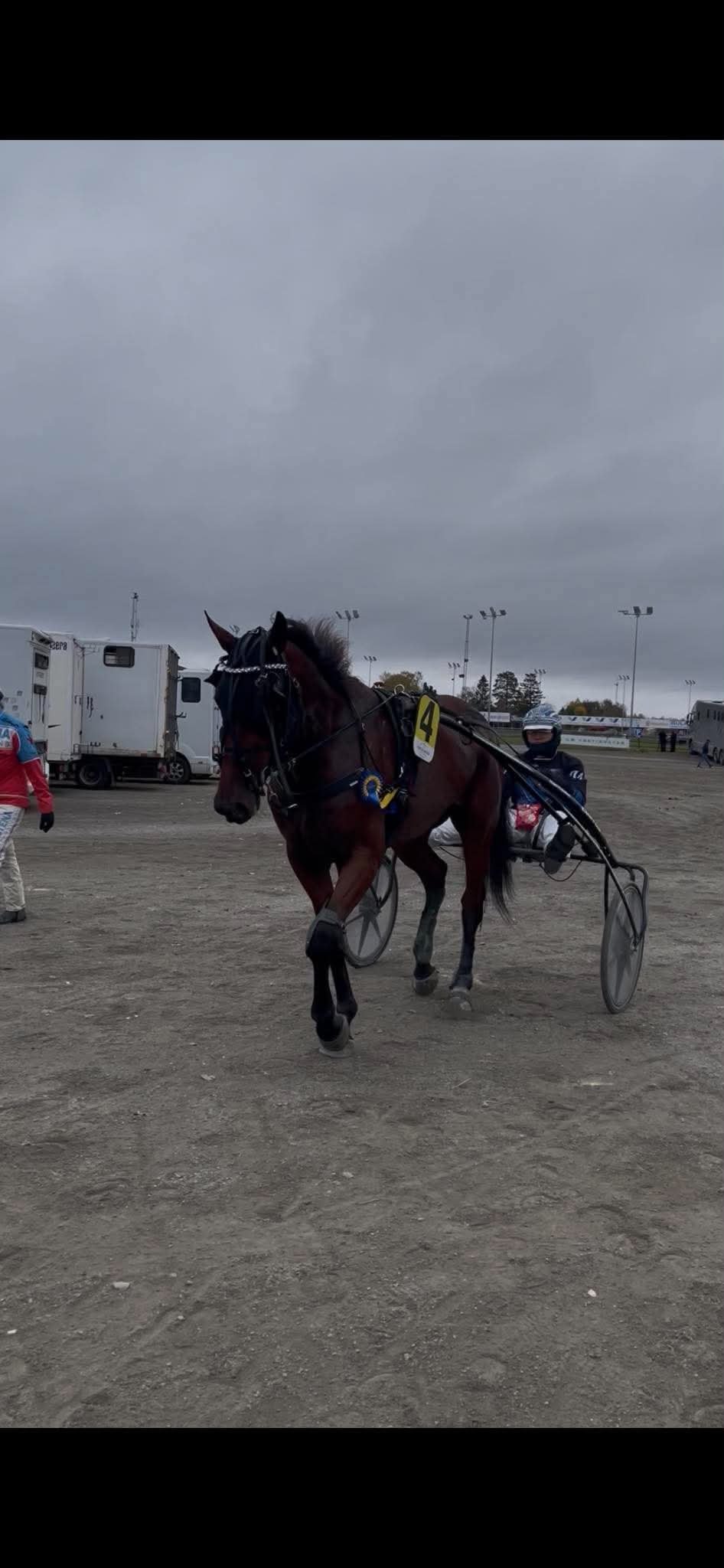 Dark horse with harness pulling a sulky cart at fairgrounds under cloudy sky