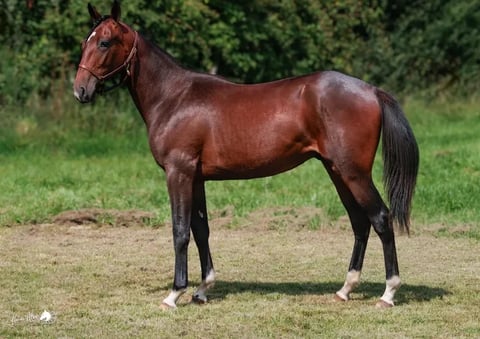Chestnut horse with dark mane and tail standing in profile on grass with green foliage background