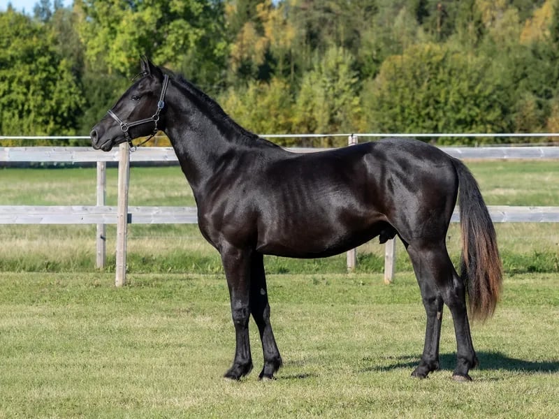 Black horse standing in profile on green pasture with white fence and forested background