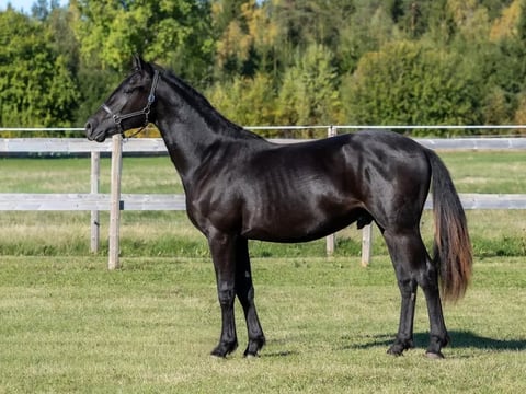 Svart häst i profil på grön hage med vitt staket och skogsbakgrund