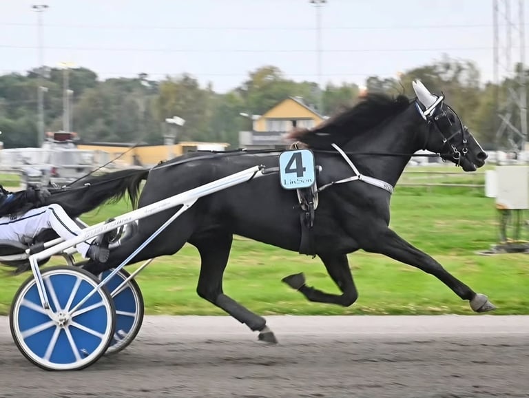 Black harness racing horse with blue sulky and number 4 bib racing on a dirt track