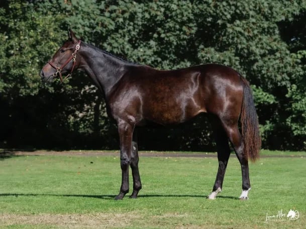 Dark brown horse standing in profile on grass with green hedged background