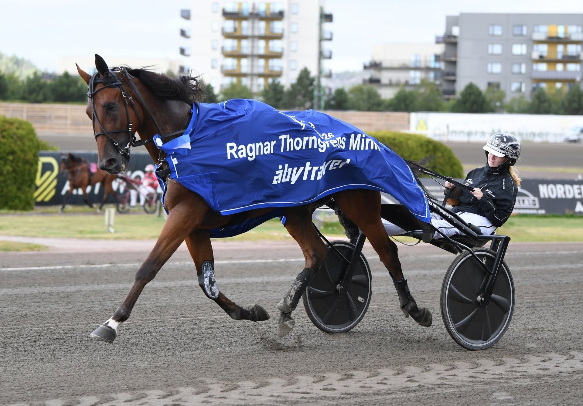 Harness racing horse in blue blanket with driver in sulky at track, apartment buildings visible in background