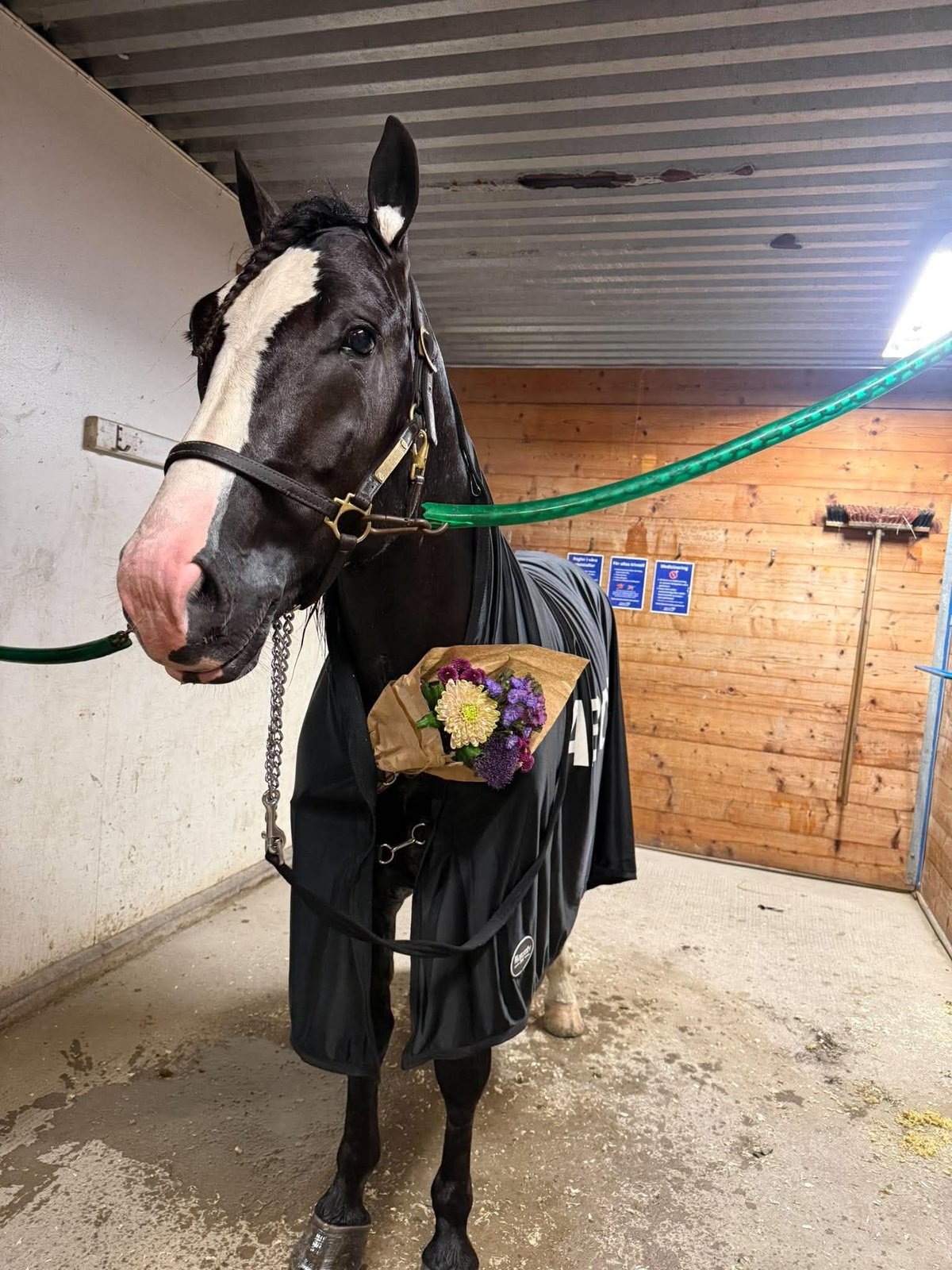 Black horse with white stripe wearing halter and black blanket with purple flower decoration in indoor stable