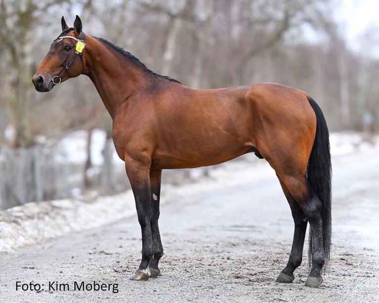 Bay horse with black mane and legs standing in profile on a snowy winter road, wearing a yellow halter