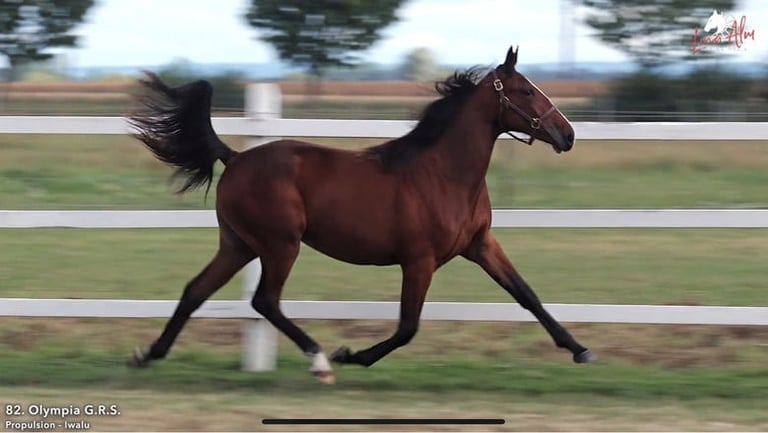 Dark brown horse trotting along white fence at equestrian arena with motion blur
