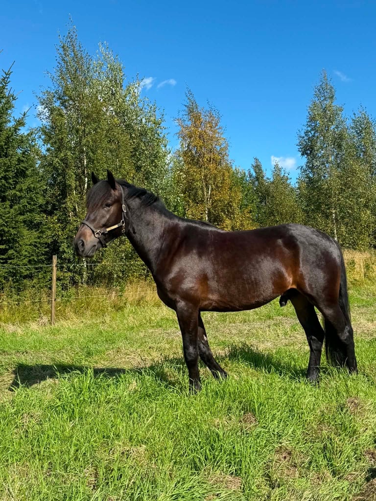 Black horse standing in a green pasture with birch trees and blue sky in the background