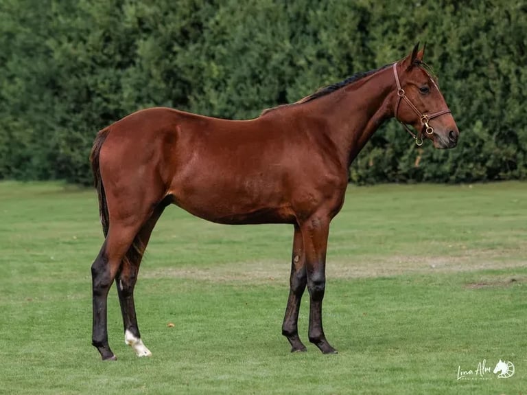 Chestnut horse standing in profile on green grass with evergreen trees in background