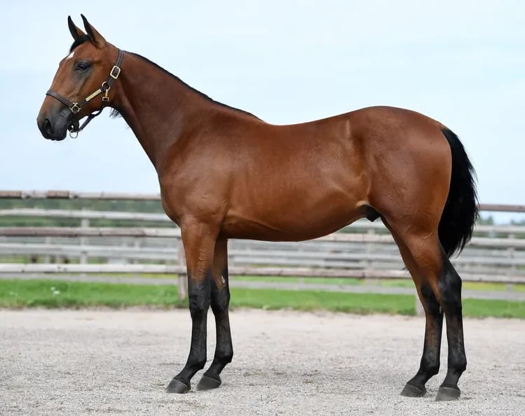 Brown horse with halter standing on dirt road with white fence and green fields in background