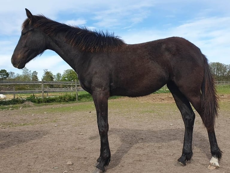 Black horse standing in profile in a fenced pasture with green fields and trees in the background