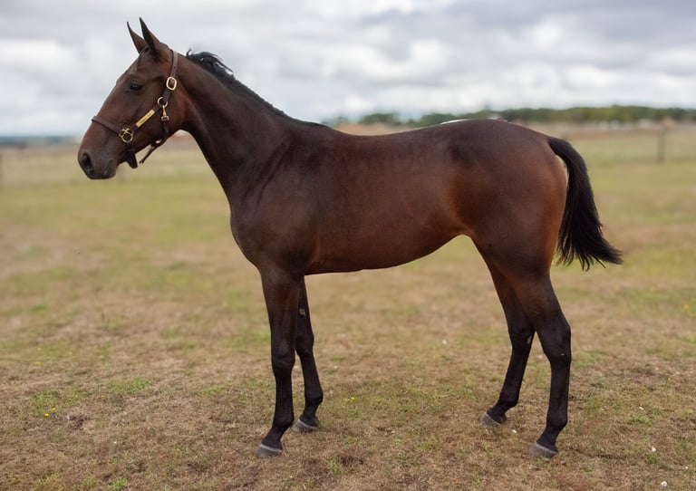 Dark brown horse standing in profile on open pasture with halter and lead rope