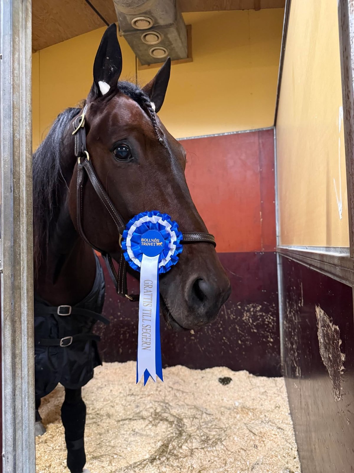Dark brown horse in stable stall wearing halter and blue ribbon award rosette