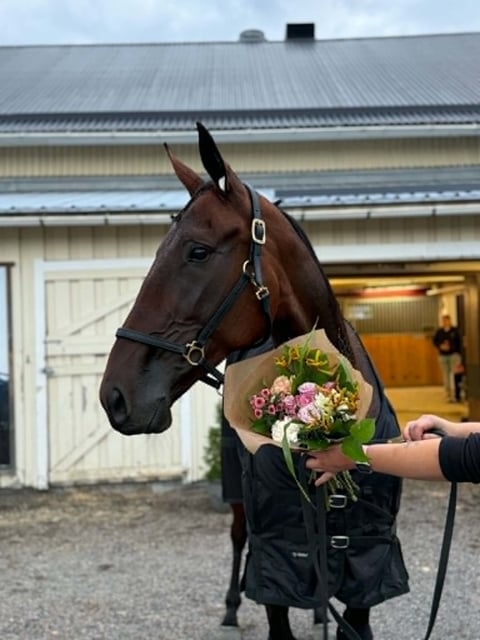 Brown horse wearing black halter and blanket being presented with pink and white flowers at a stable