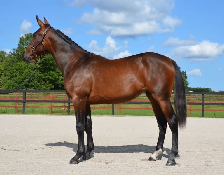 Brown horse standing in show stance in sandy arena with fenced pasture and blue sky in background