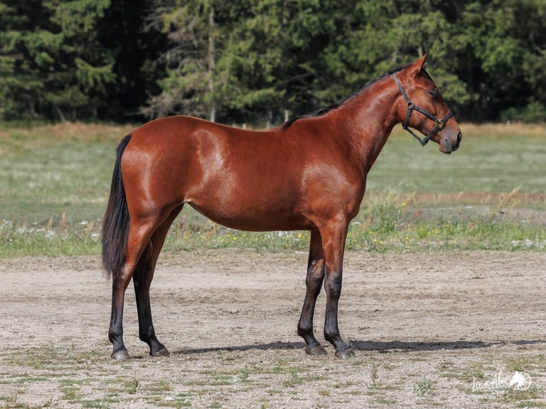 Chestnut brown horse standing in profile on sandy ground with trees in background